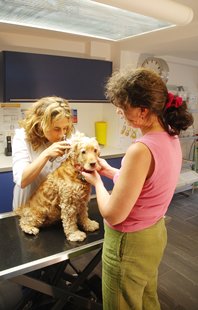 Examen clinique d’un chien sur la table de consultation