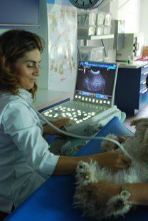 Échographie abdominale pratiquée sur un chien